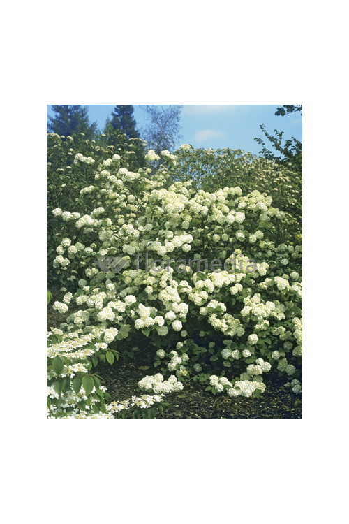 Kalina japońska 'Grandiflorum' Viburnum plicatum