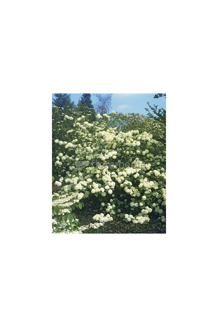 Kalina japońska 'Grandiflorum' Viburnum plicatum