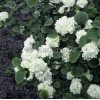Kalina japońska 'Grandiflorum' Viburnum plicatum