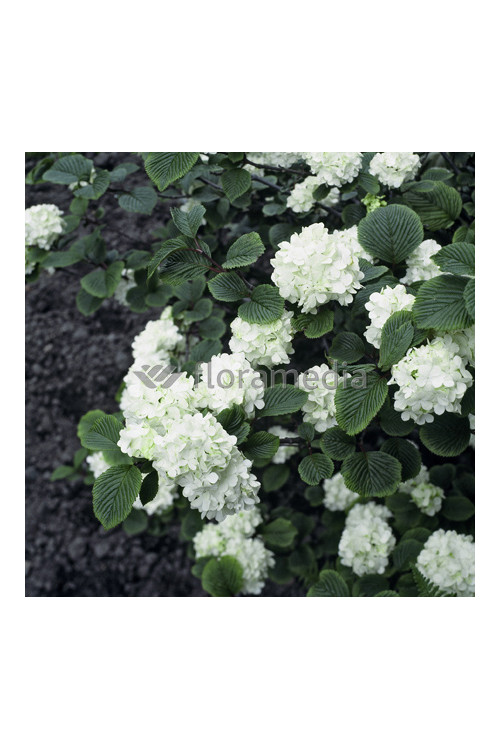 Kalina japońska 'Grandiflorum' Viburnum plicatum