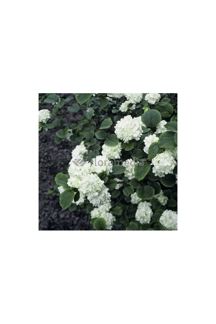 Kalina japońska 'Grandiflorum' Viburnum plicatum