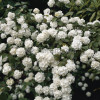 Kalina japońska 'Grandiflorum' Viburnum plicatum