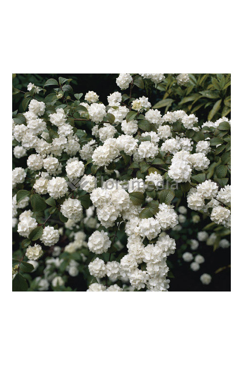 Kalina japońska 'Grandiflorum' Viburnum plicatum