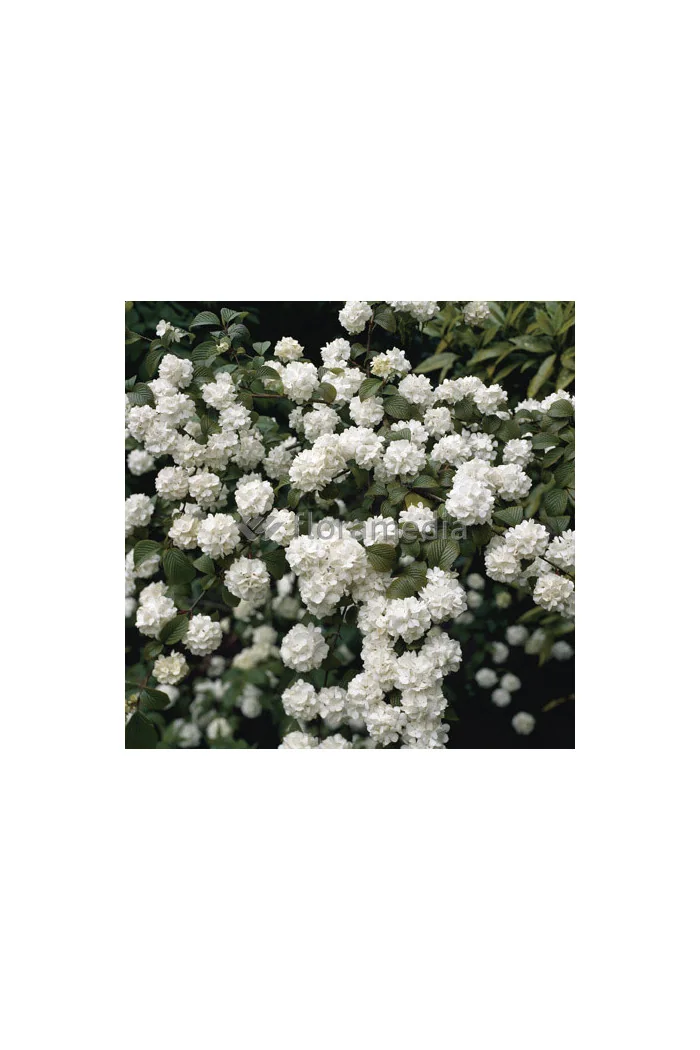 Kalina japońska 'Grandiflorum' Viburnum plicatum