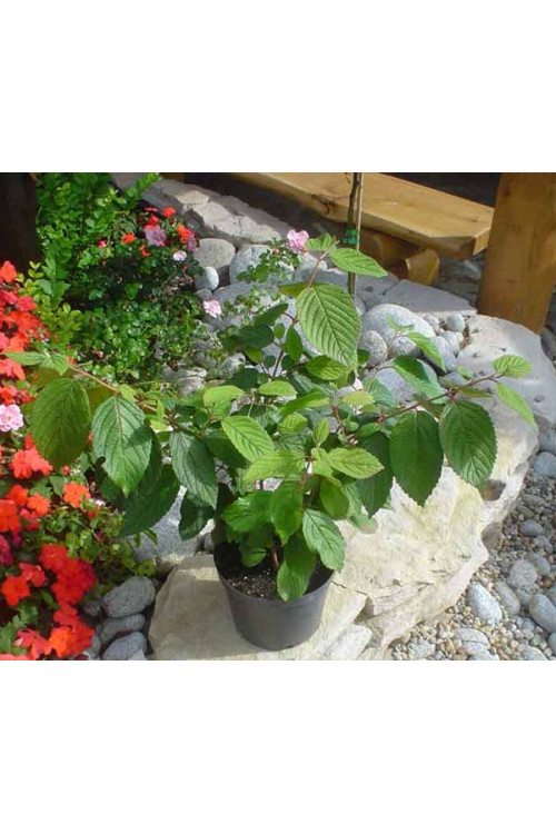 Kalina japońska 'Grandiflorum' Viburnum plicatum