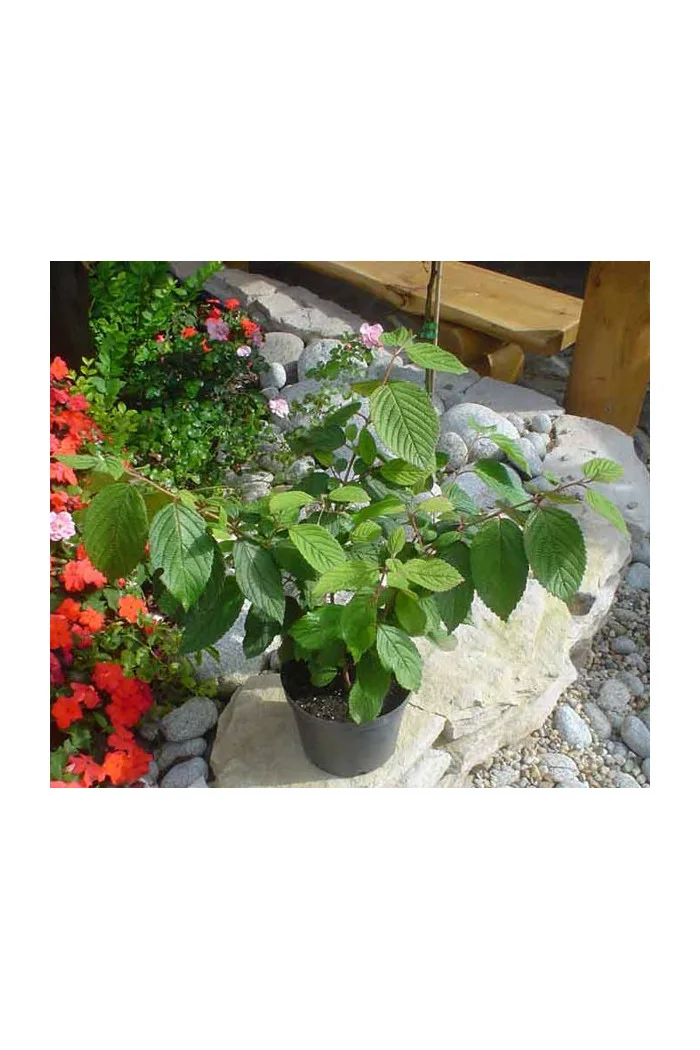 Kalina japońska 'Grandiflorum' Viburnum plicatum