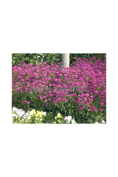 Goździk siny 'Orchid'