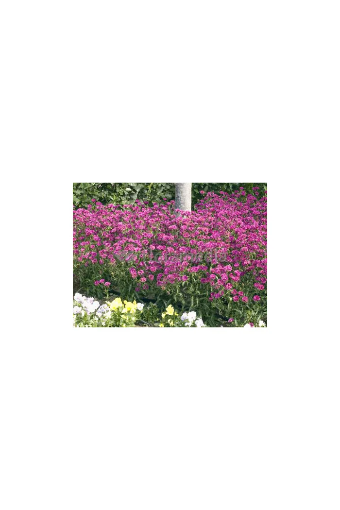 Goździk siny 'Orchid'