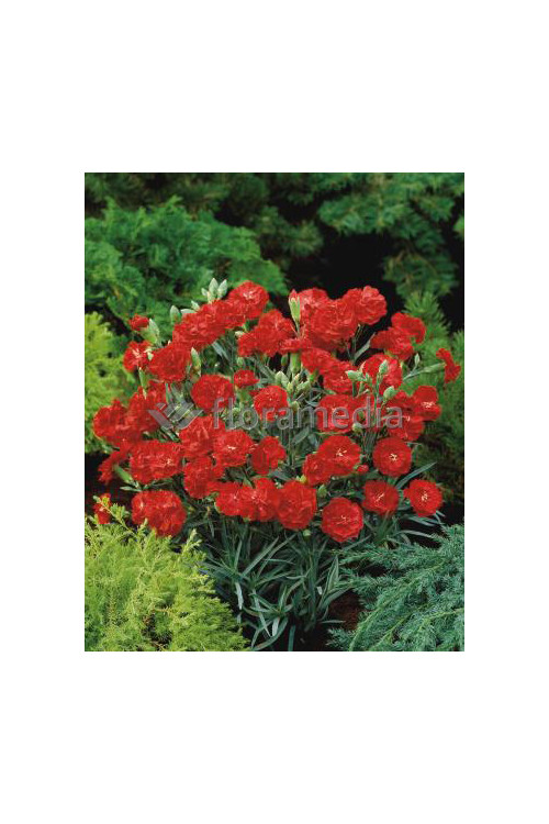 Goździk 'Rubin' | Dianthus