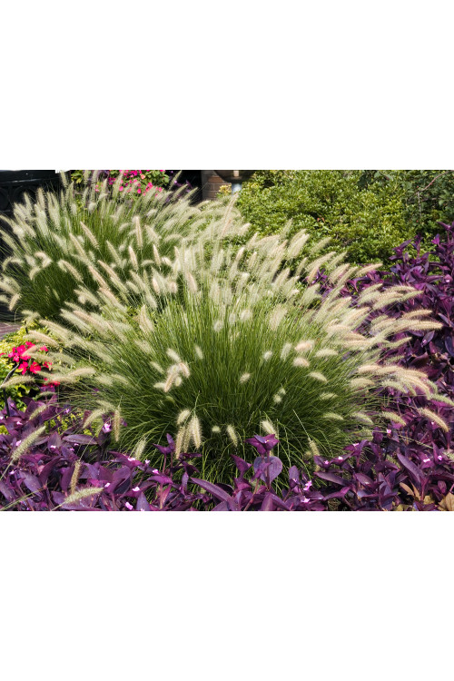 Rozplenica japońska 'Hameln' | Pennisetum alopecuroides