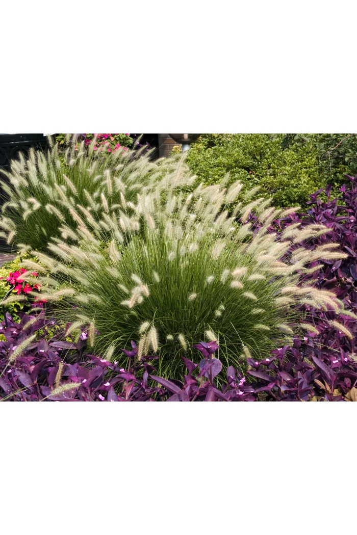 Rozplenica japońska 'Hameln' | Pennisetum alopecuroides