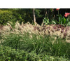 Rozplenica japońska 'Hameln' | Pennisetum alopecuroides