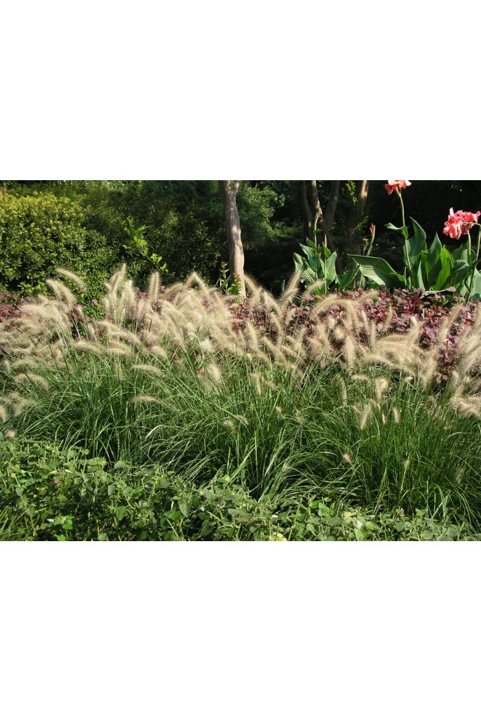 Rozplenica japońska 'Hameln' | Pennisetum alopecuroides
