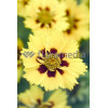 Nachyłek wielkokwiatowy 'Calypso' Coreopsis grandiflora