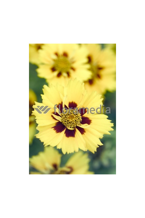 Nachyłek wielkokwiatowy 'Calypso' Coreopsis grandiflora