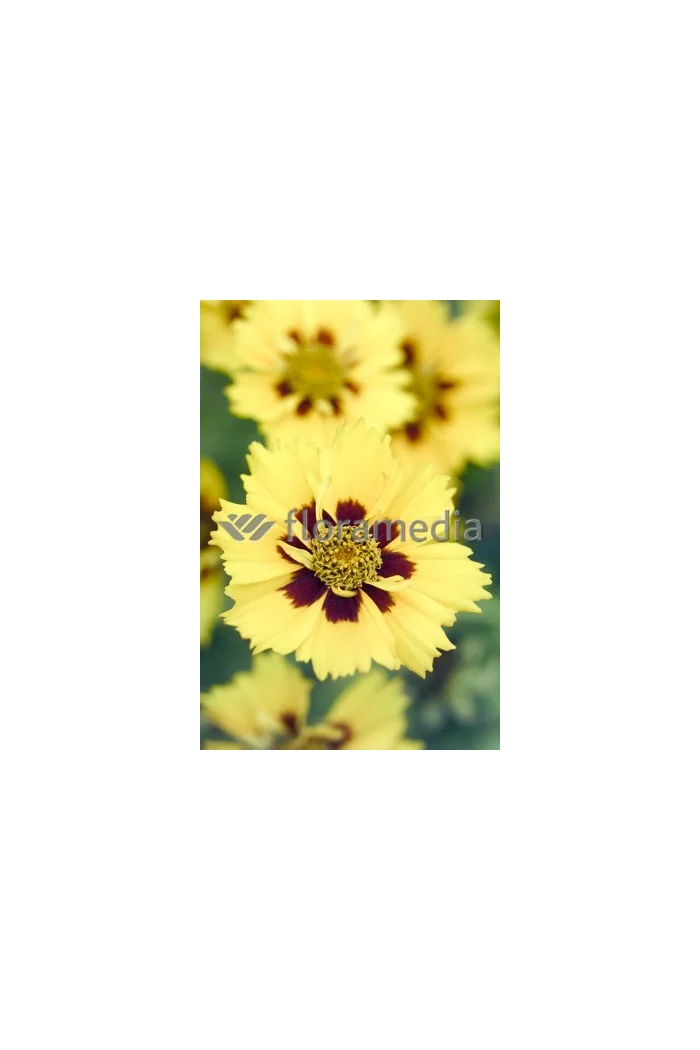 Nachyłek wielkokwiatowy 'Calypso' Coreopsis grandiflora