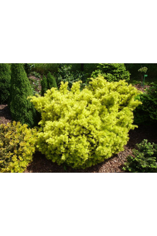 Cis pospolity 'Białogard' Taxus baccata