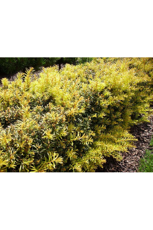 Cis pospolity 'Białogard' Taxus baccata