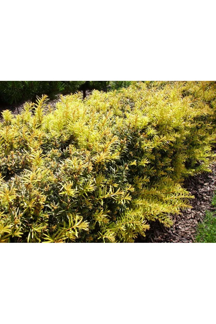 Cis pospolity 'Białogard' Taxus baccata