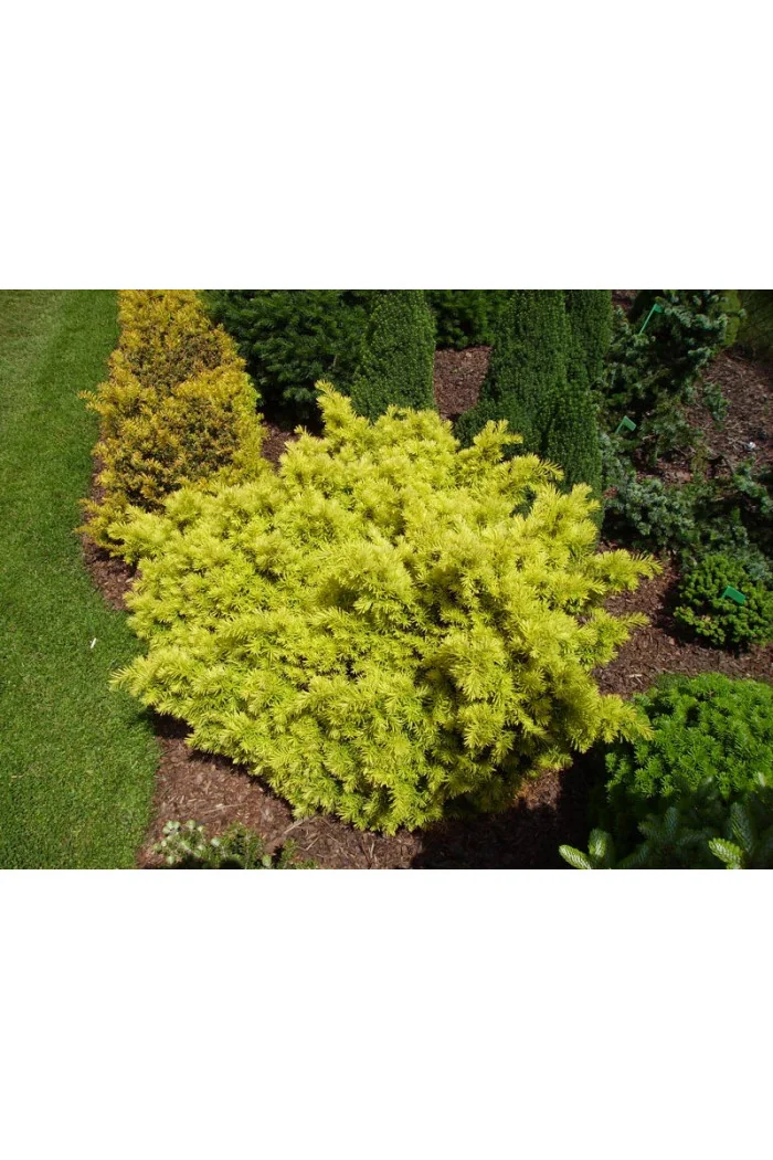 Cis pospolity 'Białogard' Taxus baccata