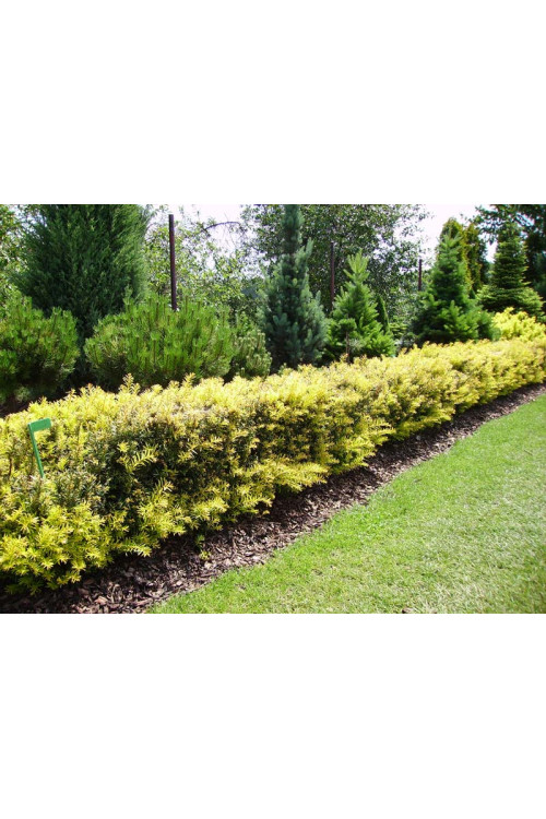 Cis pospolity 'Białogard' Taxus baccata