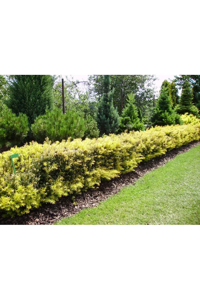 Cis pospolity 'Białogard' Taxus baccata