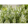 Szałwia omszona 'Adrian' Salvia nemorosa