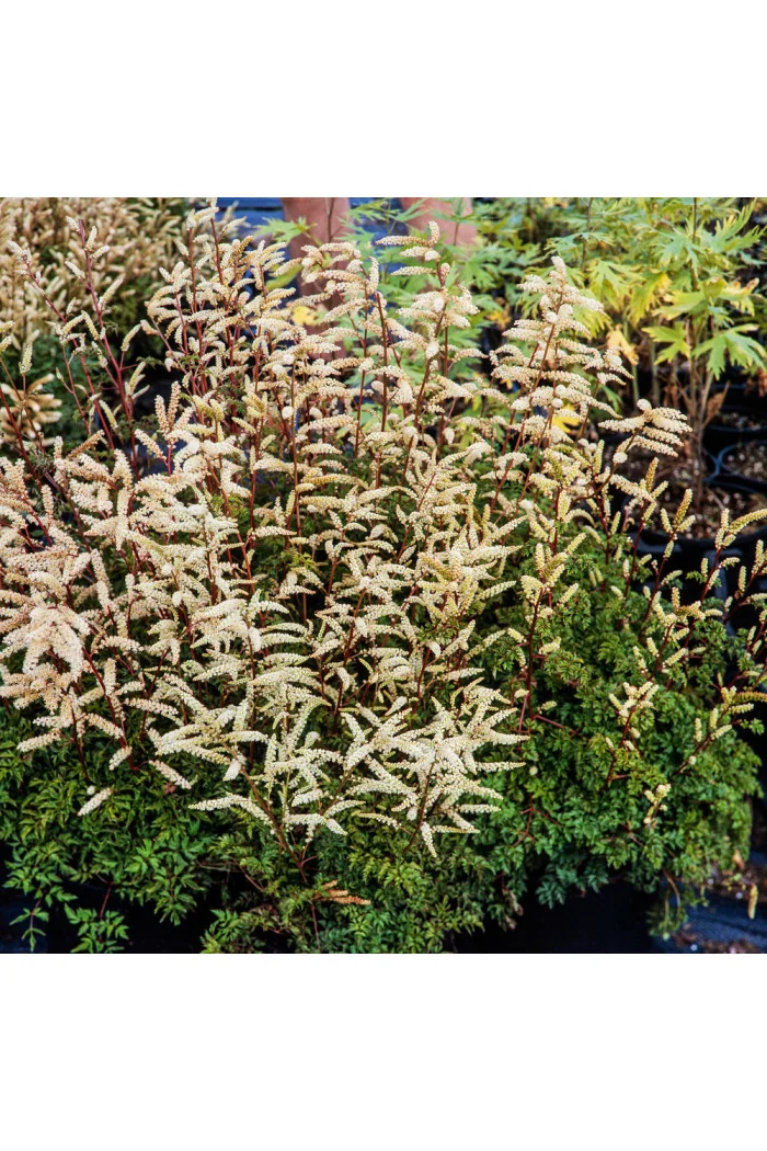 Parzydło lśniące | Aruncus aethusifolius