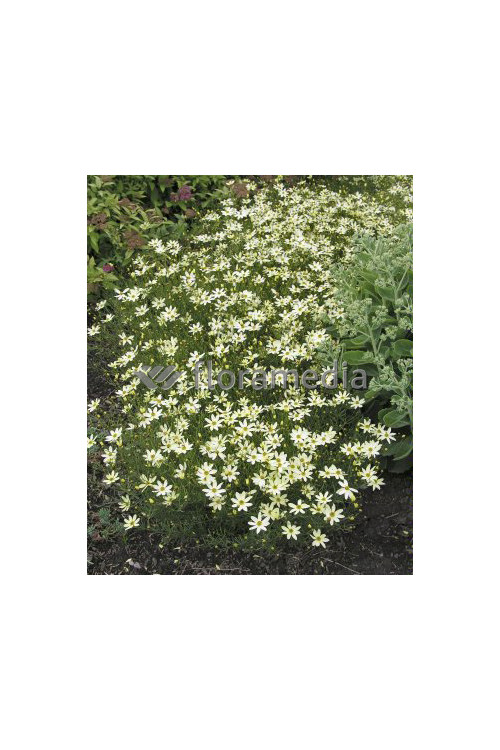 Nachyłek okółkowy 'Moonbeam' Coreopsis verticillata