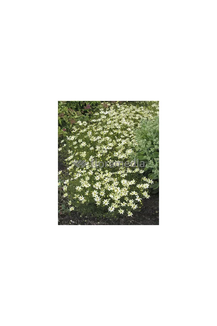 Nachyłek okółkowy 'Moonbeam' Coreopsis verticillata