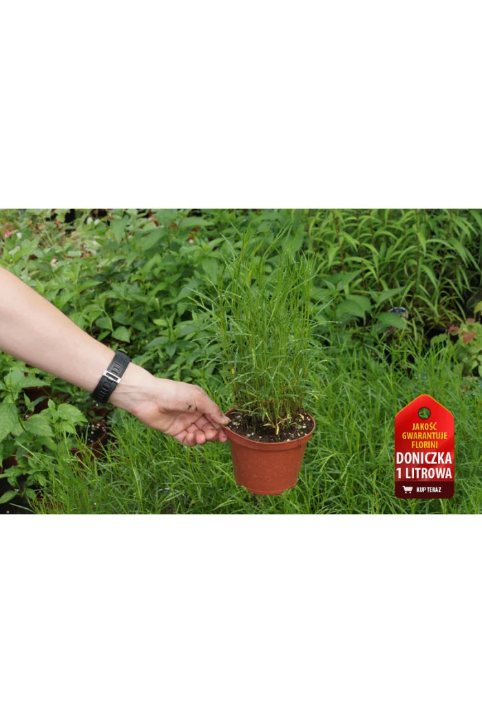 Nachyłek okółkowy 'Moonbeam' Coreopsis verticillata