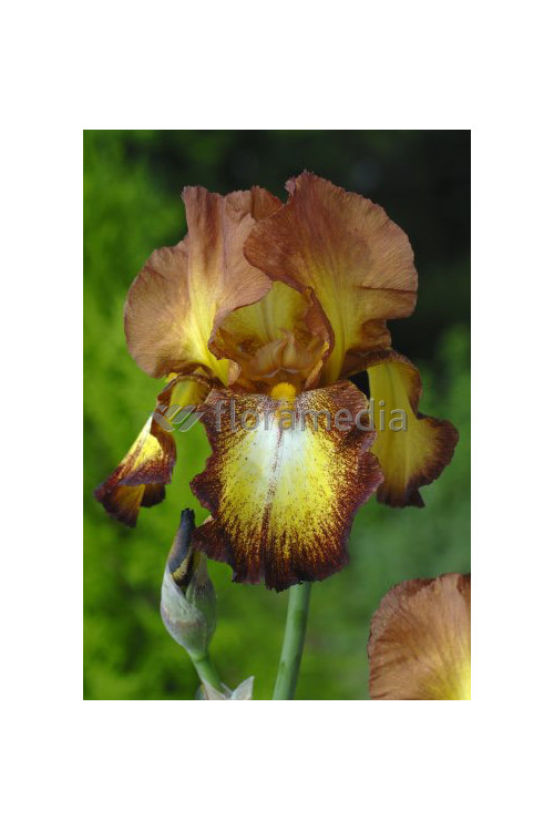 Kosaciec (Irys) bródkowy 'Fire Cracker' | Iris germanica