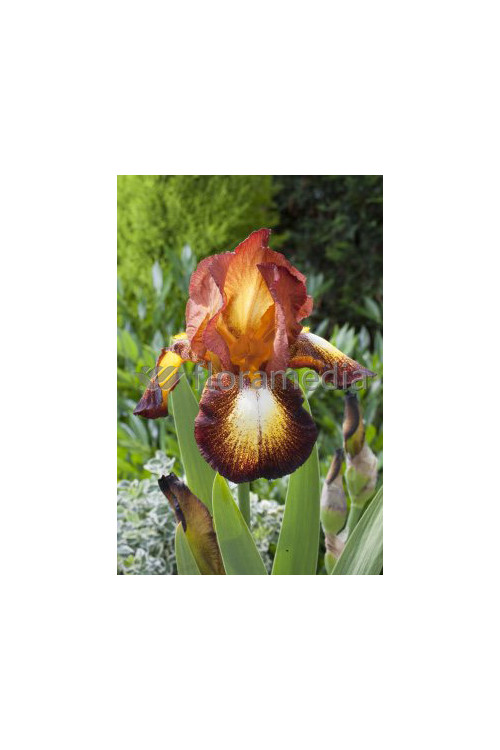 Kosaciec (Irys) bródkowy 'Fire Cracker' | Iris germanica