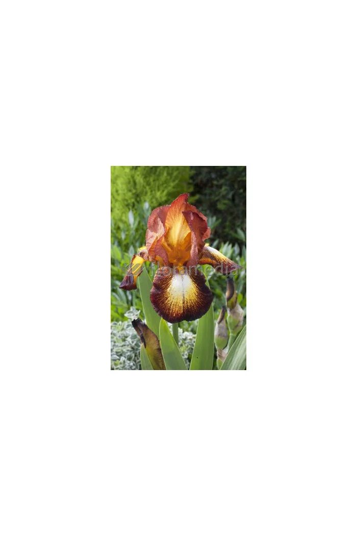 Kosaciec (Irys) bródkowy 'Fire Cracker' | Iris germanica