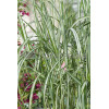 Miskant chiński 'Cosmopolitan' | Miscanthus sinensis