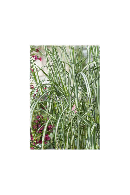 Miskant chiński 'Cosmopolitan' | Miscanthus sinensis