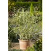 Miskant chiński 'Cosmopolitan' | Miscanthus sinensis