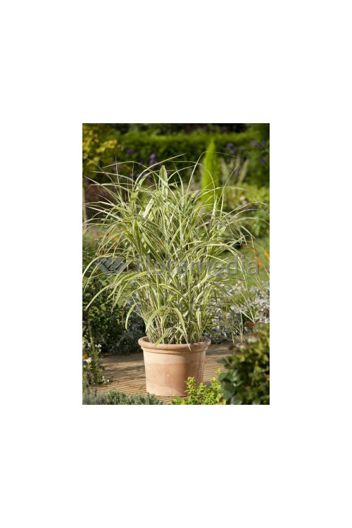 Miskant chiński 'Cosmopolitan' | Miscanthus sinensis