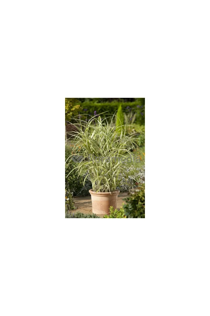 Miskant chiński 'Cosmopolitan' | Miscanthus sinensis