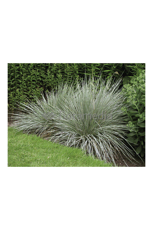 Owsica wieczniezielona | Helictotrichon sempervirens