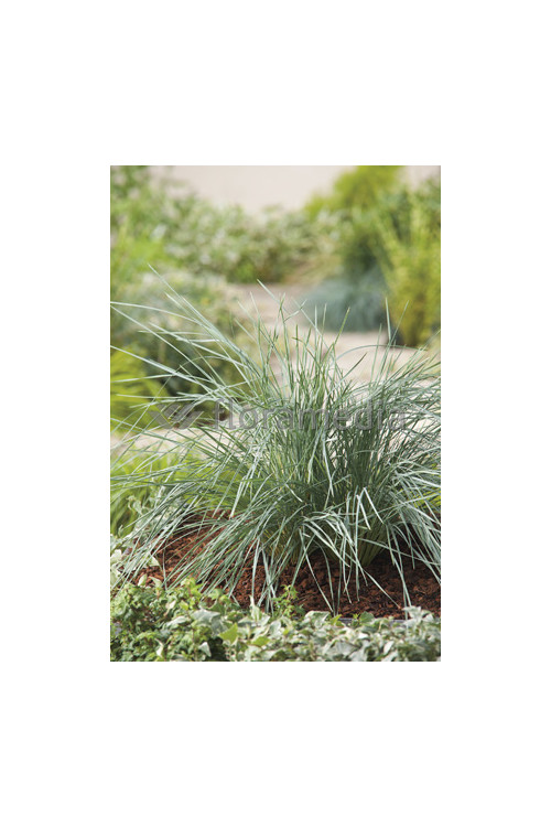 Owsica wieczniezielona | Helictotrichon sempervirens