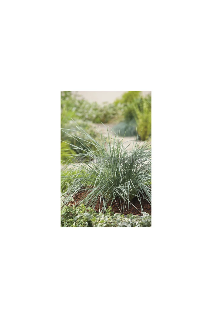 Owsica wieczniezielona | Helictotrichon sempervirens