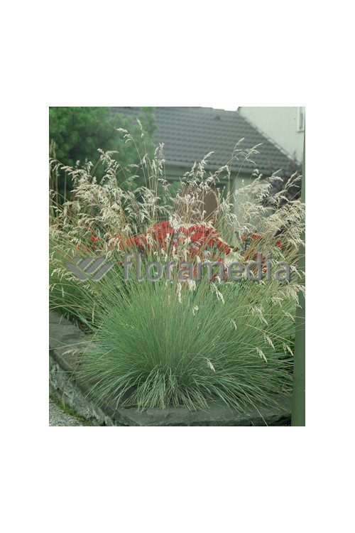 Owsica wieczniezielona | Helictotrichon sempervirens