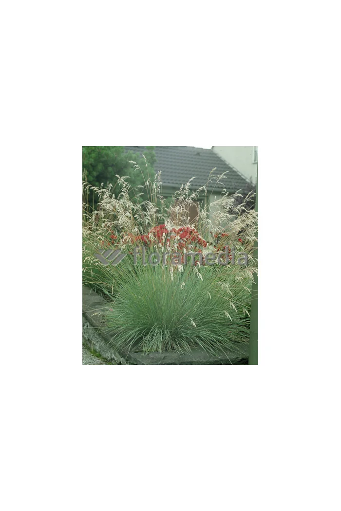 Owsica wieczniezielona | Helictotrichon sempervirens