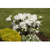 Azalia japońska 'Eisprinzessin' Azalea japonica