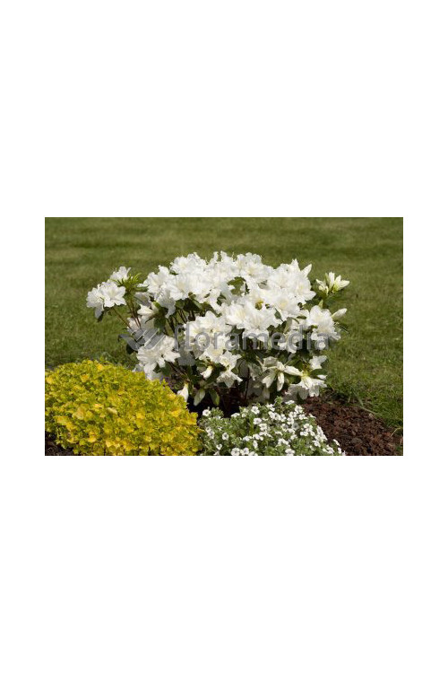 Azalia japońska 'Eisprinzessin' Azalea japonica