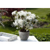 Azalia japońska 'Eisprinzessin' Azalea japonica