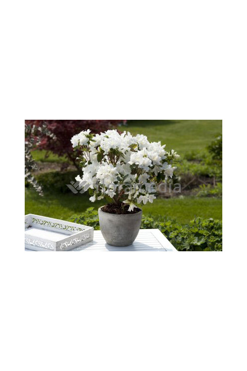 Azalia japońska 'Eisprinzessin' Azalea japonica