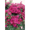 Powojnik 'Rouge Cardinal' | Clematis