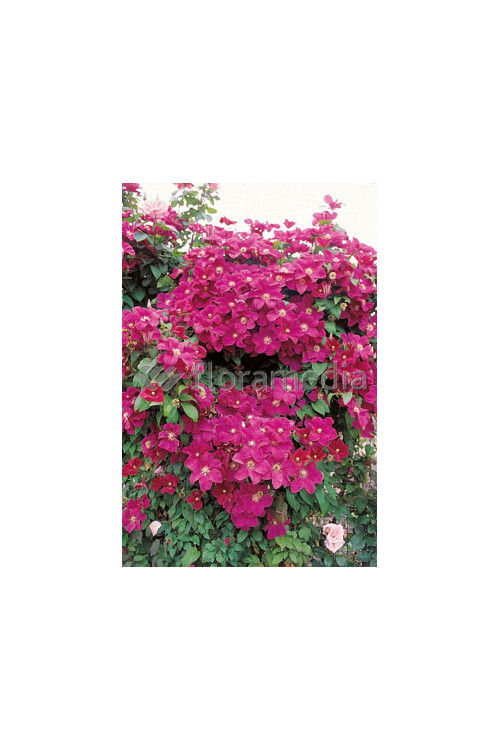 Powojnik 'Rouge Cardinal' | Clematis